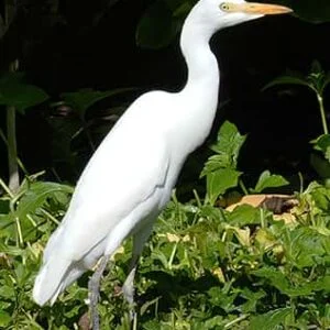 Egret