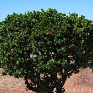Tree 48
