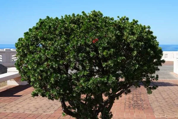 Tree 48