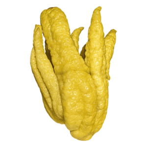 Buddha's Hand Citron Fruit on a transparent (no) background