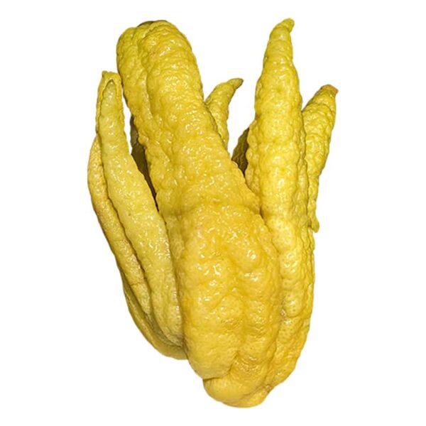 Buddha's Hand Citron Fruit on a white background