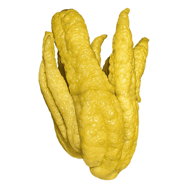 Buddha's Hand Citron Fruit on a transparent (no) background