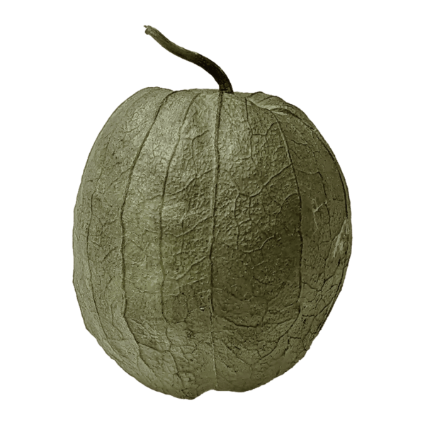 Tomatillo on a transparent background