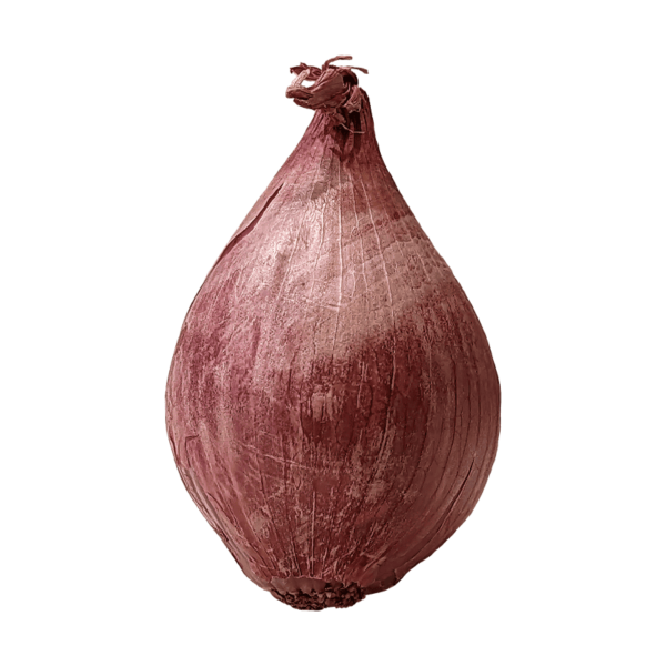 Shallot on a transparent (no) background