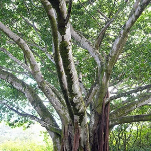 tree