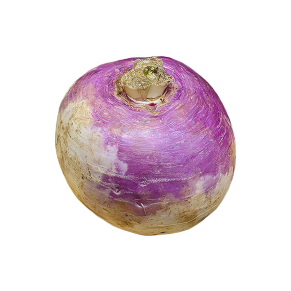 Purple top turnip on a white background