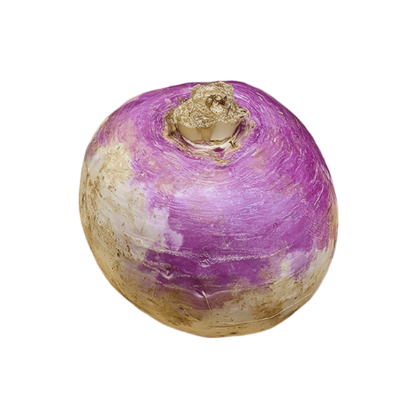 Purple Top Turnip on a transparent (no) background