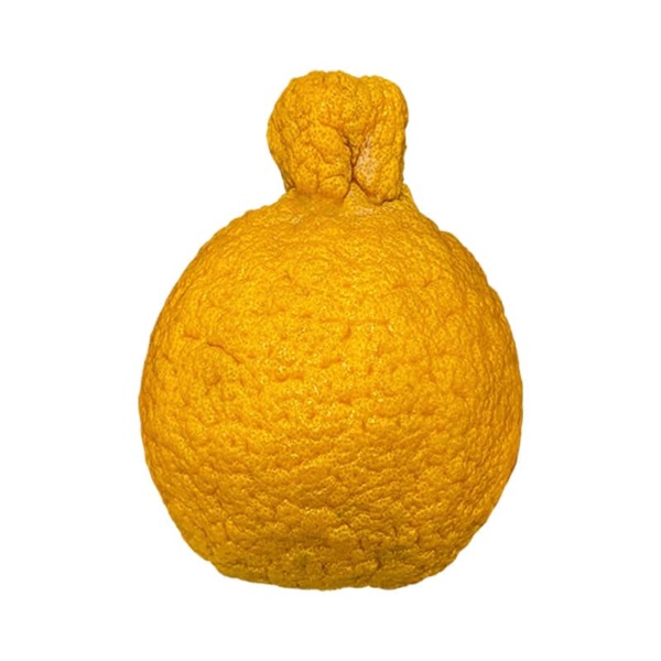 Sumo citrus Mandarin Orange on a white background