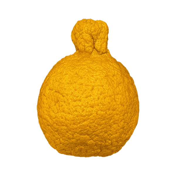 Sumo Citrus Mandarin Orange on a transparent (no) background