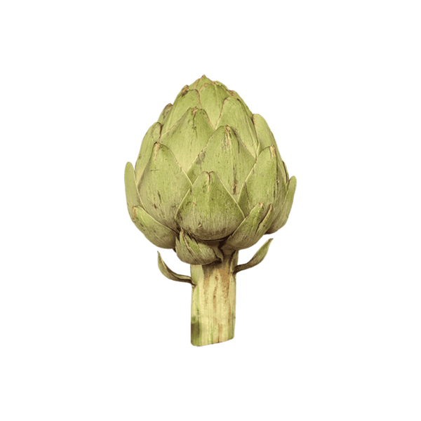 Artichoke vegetable on a transparent (no) background