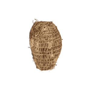 Taro Root vegetable