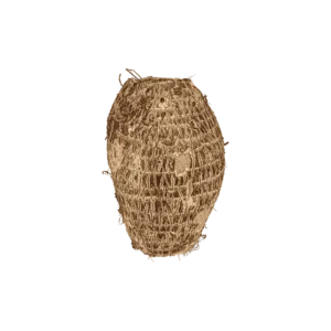 Taro Root vegetable