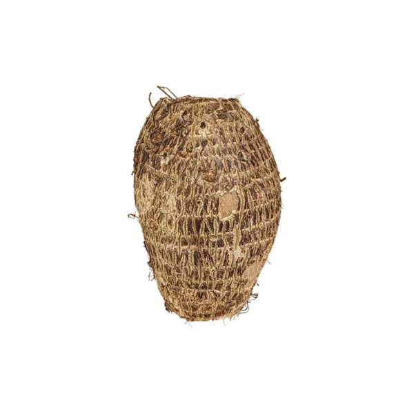 Taro Root vegetable on a white background