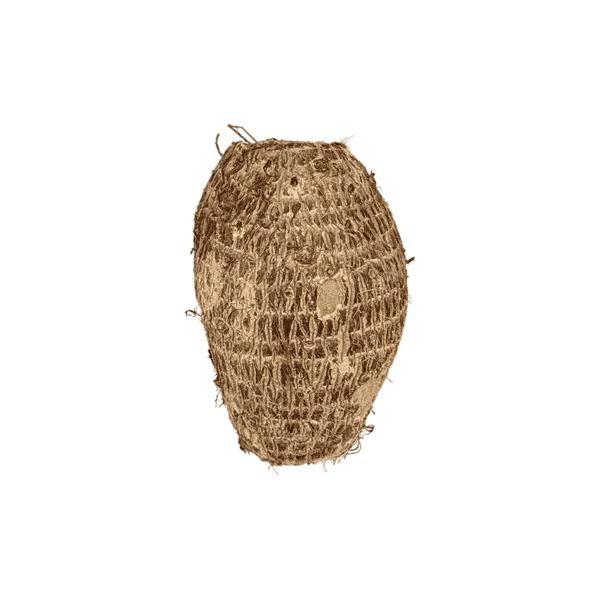 Taro Root vegetable