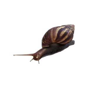 snail on a white background