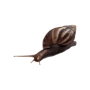 Snail on a transparent background