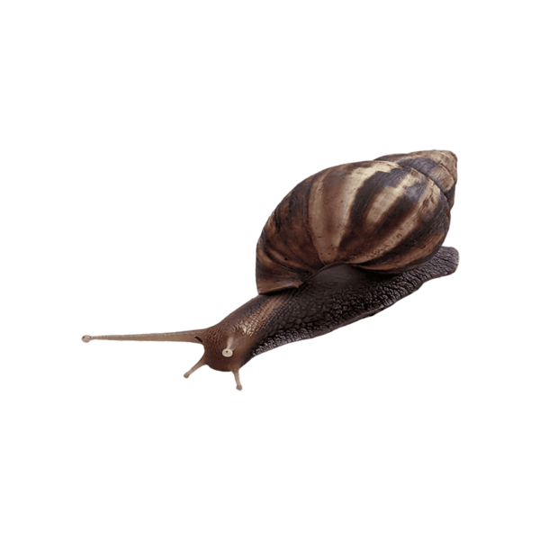 Snail on a transparent background