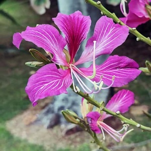 Hong Kong orchid tree