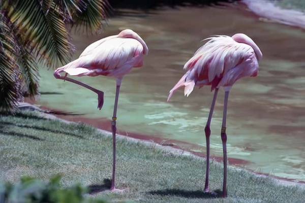 Two flamingos