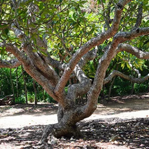 Plumeria Tree