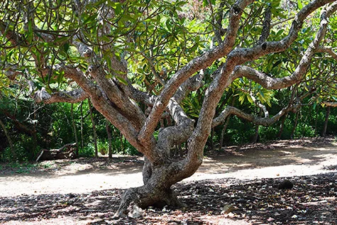 Plumeria Tree