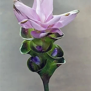 Curcuma Alismatifolia Flower