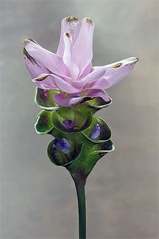 Curcuma Alismatifolia Flower