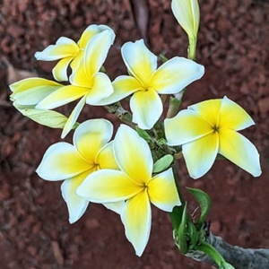 Plumeria Flowers
