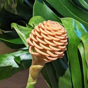 Zingibar spectabile (Beehive Ginger)