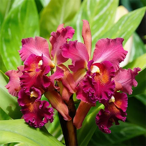 Orchid Flowers