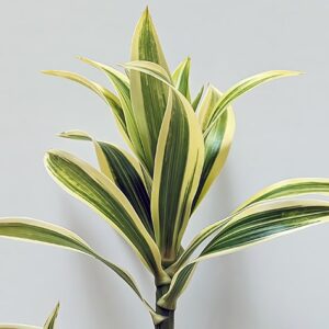 Dracaena Fragrans (Lemon Lime Plant)