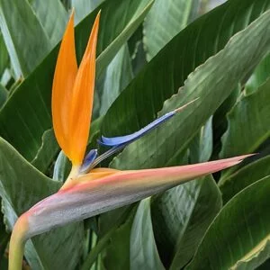 Bird of Paradise Flower