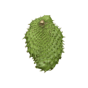 Soursop fruit on a transparent background