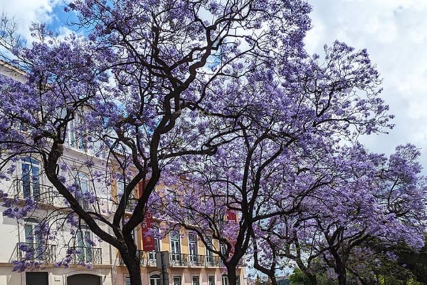 Jacaranda Tree