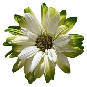 Green POM Daisy on White Background