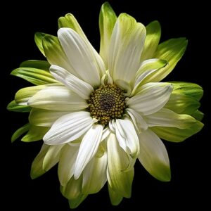 Green POM Daisy on Black Background