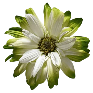 Green POM Daisy on Transparent (no) Background