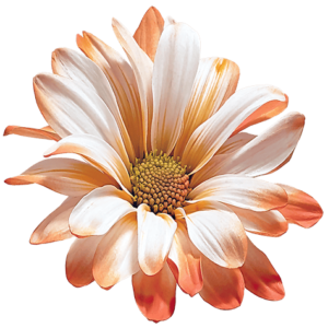 Orange POM Daisy on Transparent (no) Background