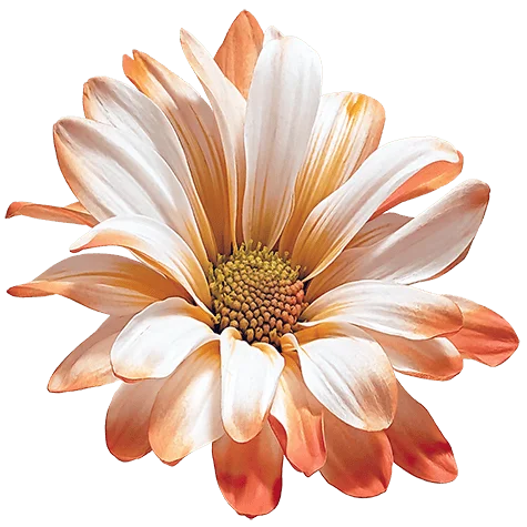 Orange POM Daisy on Transparent (no) Background