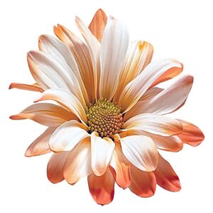 Orange POM Daisy on White Background