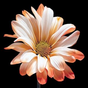 Orange POM Daisy on Black Background