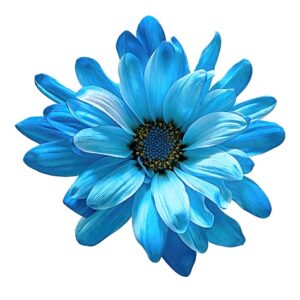 Blue POM Daisy on White Background