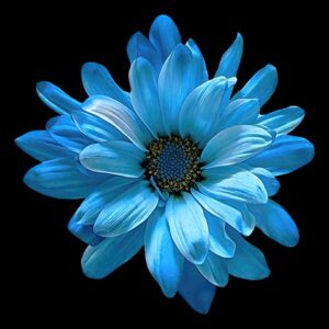 Blue POM Daisy on Black Background