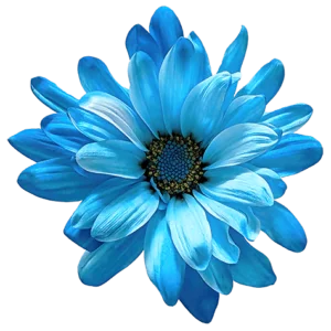 Blue POM Daisy on Transparent (no) Background