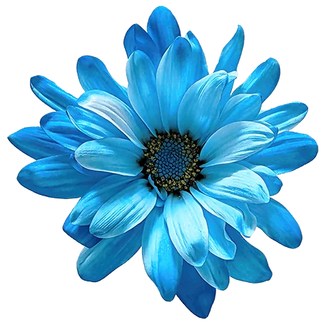 Blue POM Daisy on Transparent (no) Background