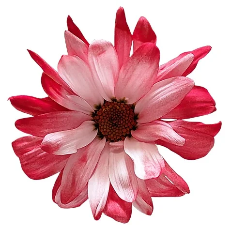 Red POM Daisy on White Background