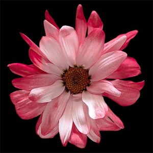 Red POM Daisy on Black Background