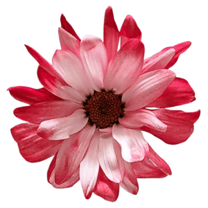 Red POM Daisy on Transparent (no) Background