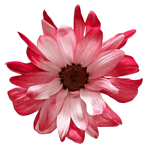 Red POM Daisy on Transparent (no) Background