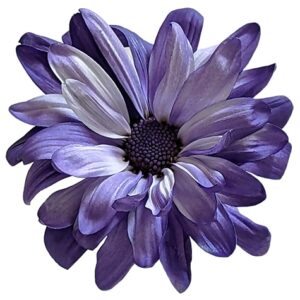 Purple POM Daisy on White Background